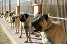 kangal_dogs