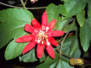 DSC00740