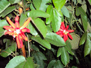 DSC00741