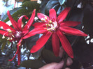 DSC00736