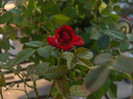 HPIM8553