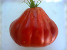 RED TRUFLE