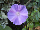Picotee Morning Glory (2012, Sep.23)