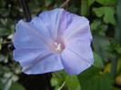 Picotee Morning Glory (2012, Sep.25)