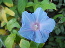 Picotee Morning Glory (2012, Sep.26)