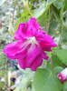 Double Pink Morning Glory (2012, Sep.26)