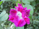 Double Pink Morning Glory (2012, Sep.26)