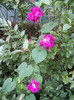 Double Pink Morning Glory (2012, Sep.26)