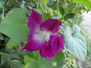 Double Pink Morning Glory (2012, Sep.26)