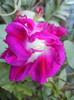 Double Pink Morning Glory (2012, Sep.26)