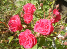 Rose Leipzig (2012, September 24)