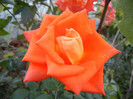 Rose Monica (2012, September 22)