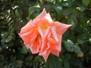 Rose Monica (2012, September 24)