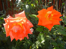 Rose Monica (2012, September 24)