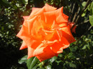 Rose Monica (2012, September 24)