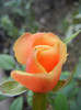 Orange Miniature Rose (2012, Sep.25)