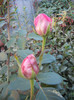 Rose Pink Peace (2012, September 26)