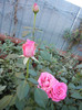 Rose Pink Peace (2012, September 26)