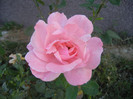 Rose Queen Elisabeth (2012, Sep.25)