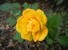 Yellow Miniature Rose (2012, Sep.20)