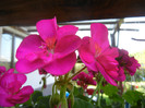 Bright Odette Geranium (2012, Sep.24)