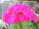 Bright Odette Geranium (2012, Sep.24)