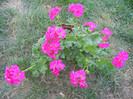 Bright Odette Geranium (2012, Sep.24)