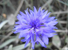 Centaurea cyanus Blue (2012, Sep.25)