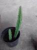 stapelia flavissima -mersi nora