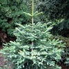 Abies Pinsapo Glauca