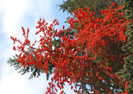Embothrium coccineum