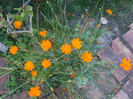flori 2012 1248