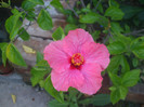 flori 2012 1247