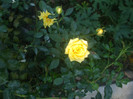 flori 2012 1243