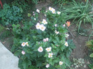flori 2012 1238