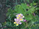 flori 2012 1237
