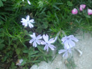 flori 2012 1236