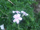 flori 2012 1235