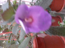 achimenes