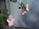 flori de hibiscus ca port altoi