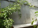 passiflora