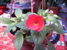 achimenes
