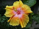 hibiscus