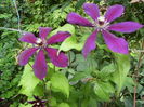 ultimele flori de clematis pe 2012