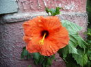 hibiscus