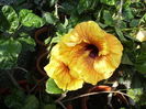 flori in duet de hibiscus