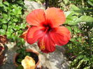 hibiscus