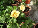 alt duet de hibiscus