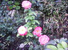 trandafiri cu flori in culori modificate