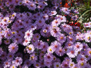 DSCF2759